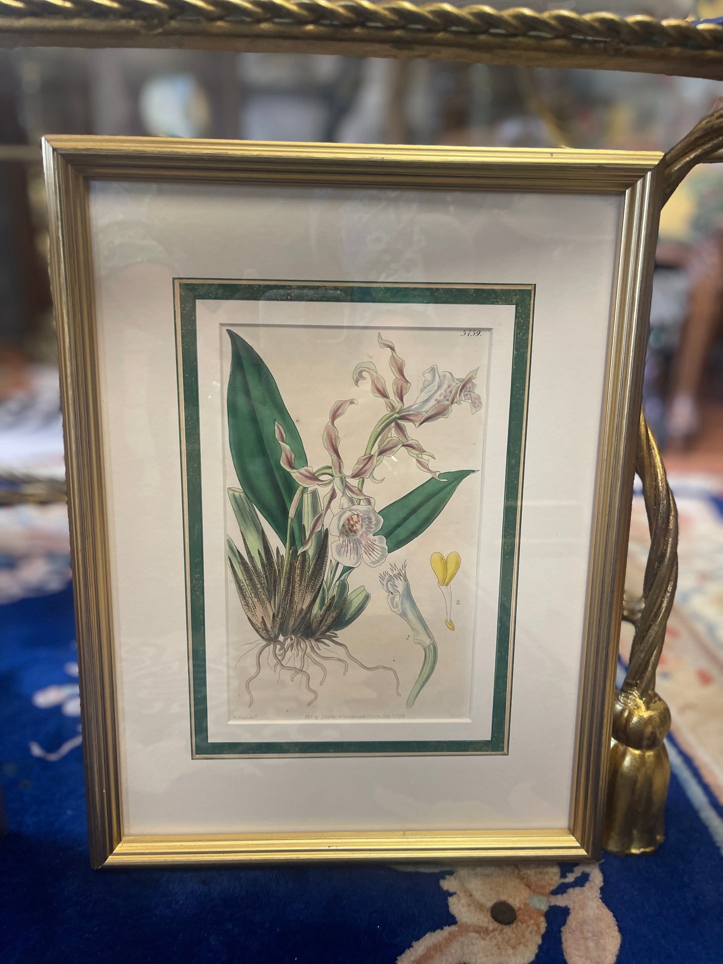 Antique Orchid Lithographs by Walter Hood Fitch – Original 1839 Botanical Book Plates, Pair