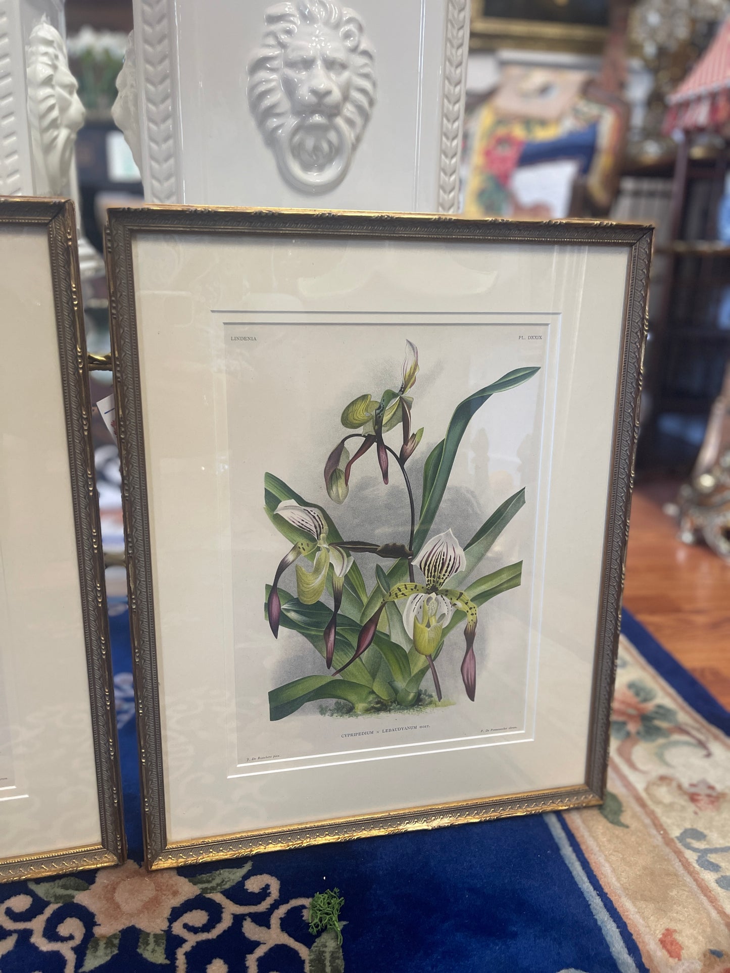 Pair of Antique Lindenia Orchid Botanical Lithographs – c.1885–1901 Victorian Chromolithographs