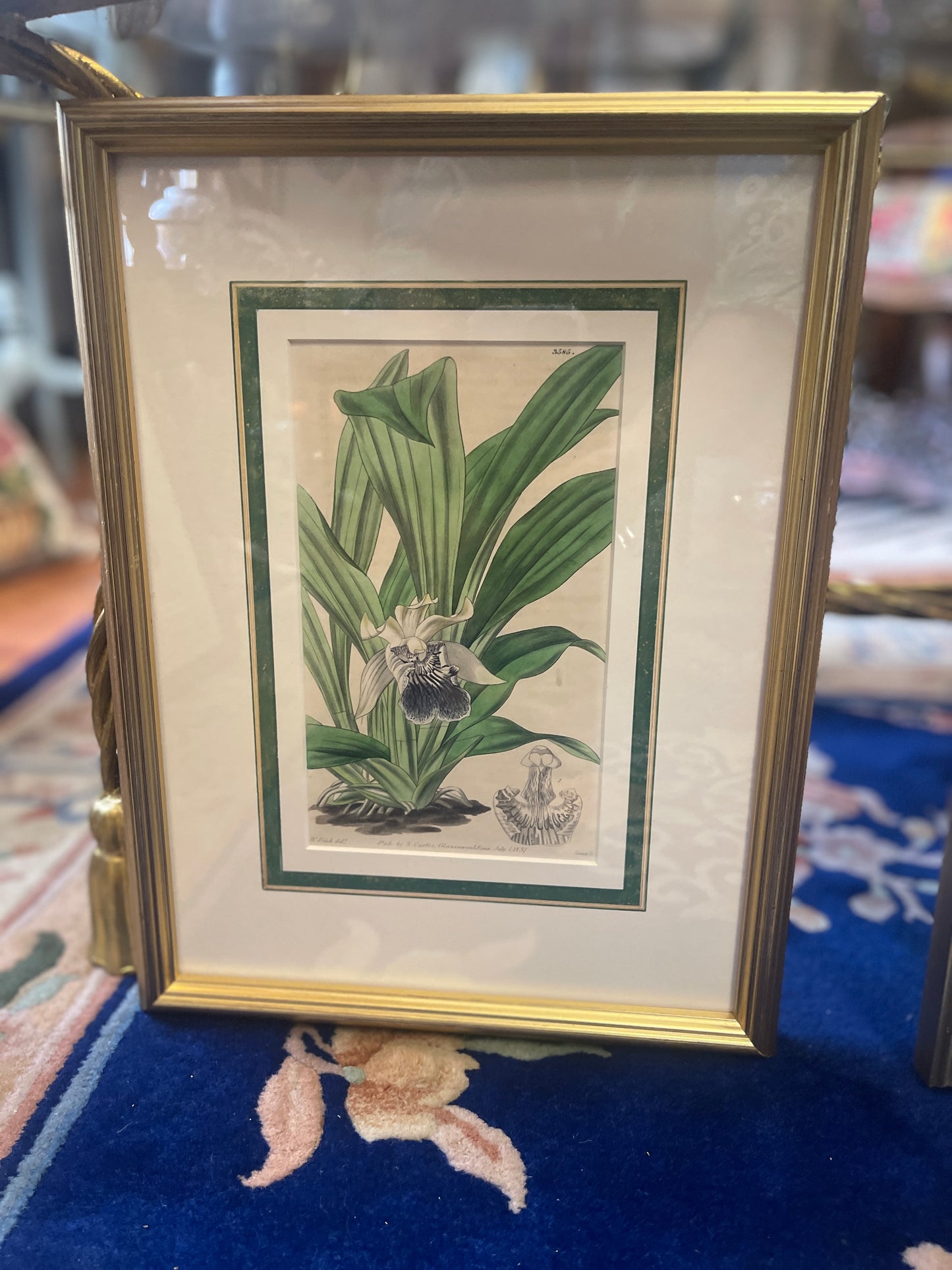 Antique Orchid Lithographs by Walter Hood Fitch – Original 1839 Botanical Book Plates, Pair