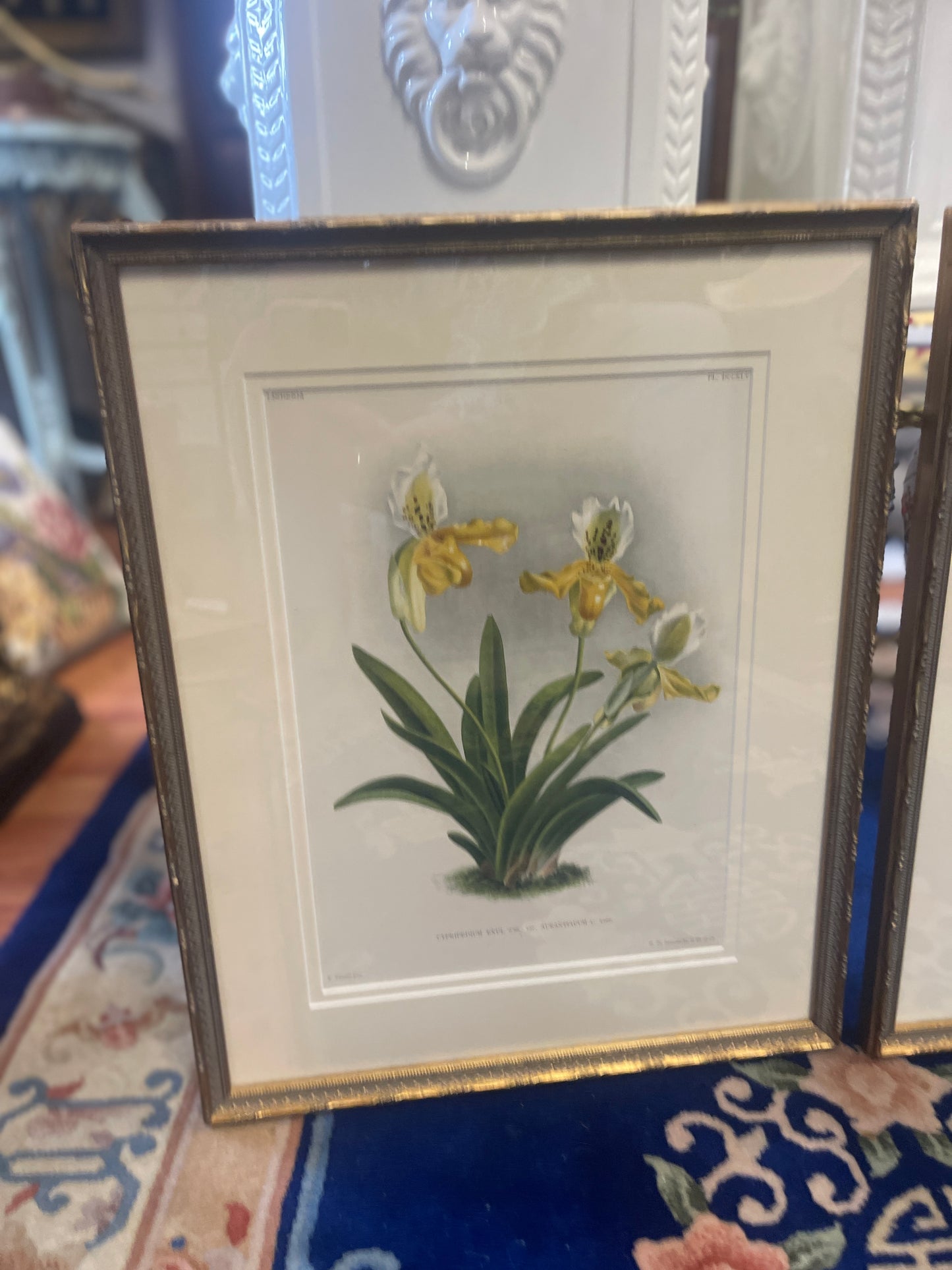 Pair of Antique Lindenia Orchid Botanical Lithographs – c.1885–1901 Victorian Chromolithographs