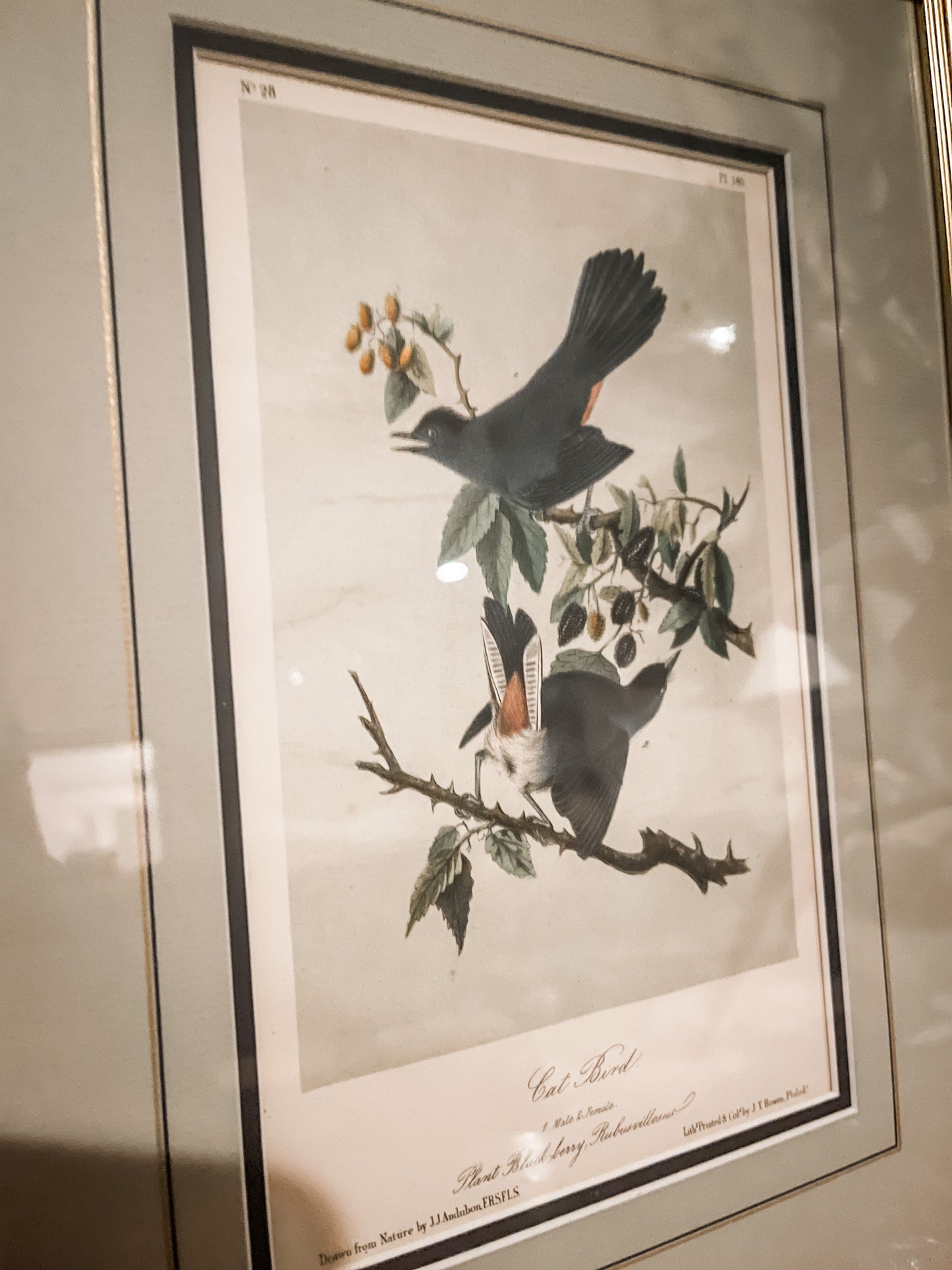 Antique 1856 Cat Bird Audubon Lithograph Book Plate, Second Octavo Edition John James Audubon Birds of North America, Actual Page from 2nd Edition Published in 1856.