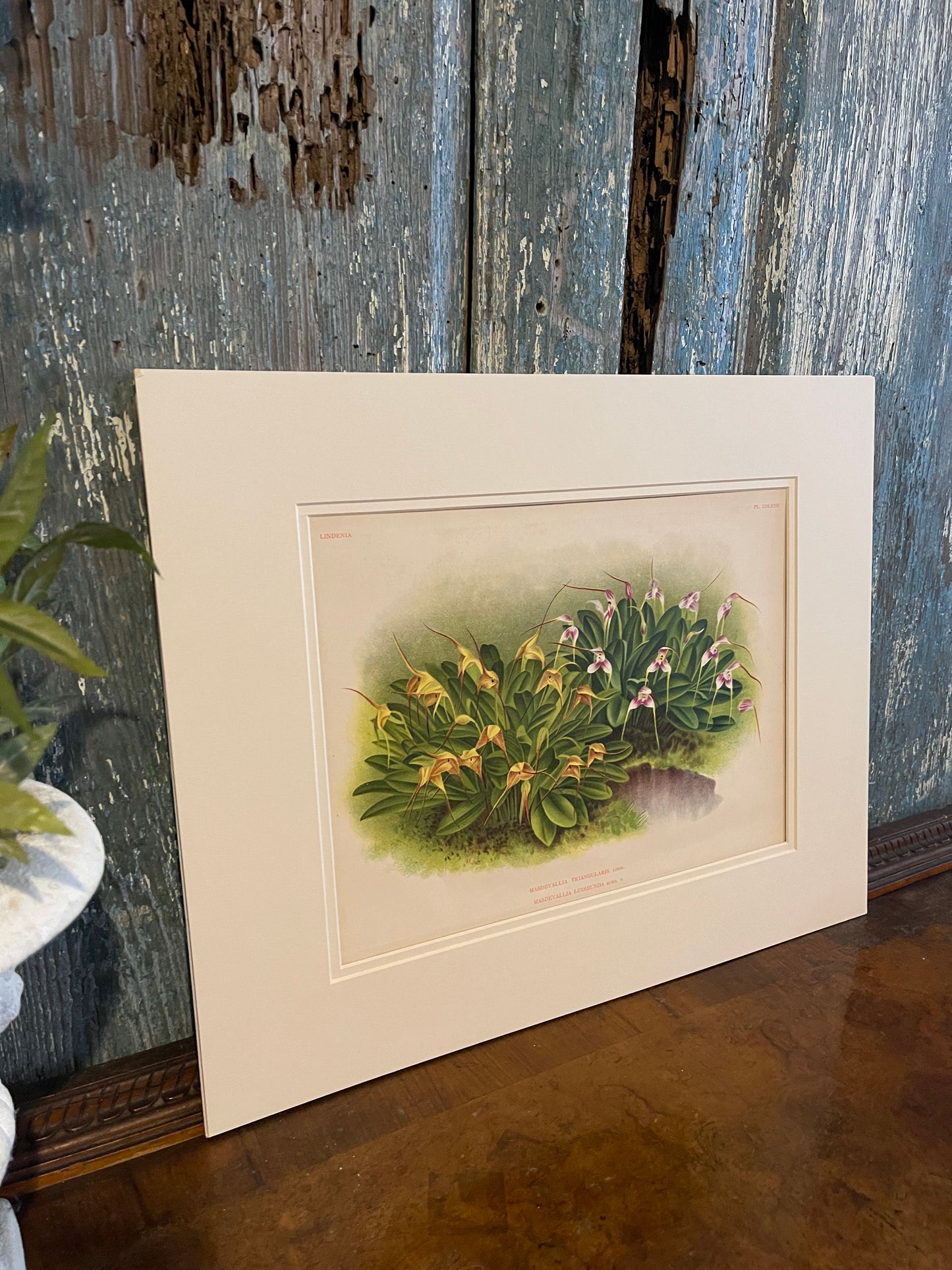 Original 1895 Lindenia Masdevallia Triangularis Chromolithograph, Antique Orchid Botanical Art