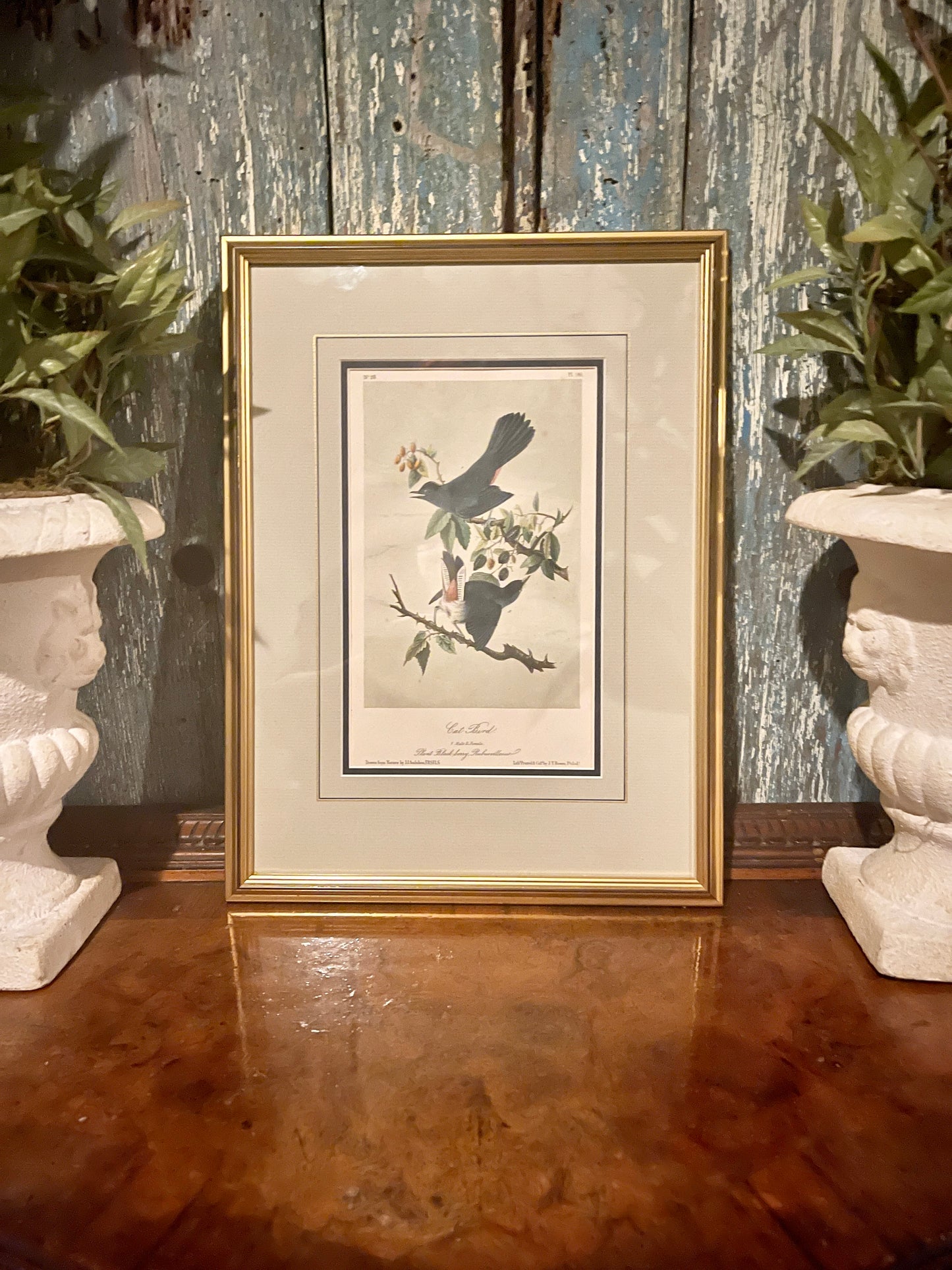 Antique 1856 Cat Bird Audubon Lithograph Book Plate, Second Octavo Edition John James Audubon Birds of North America, Actual Page from 2nd Edition Published in 1856.