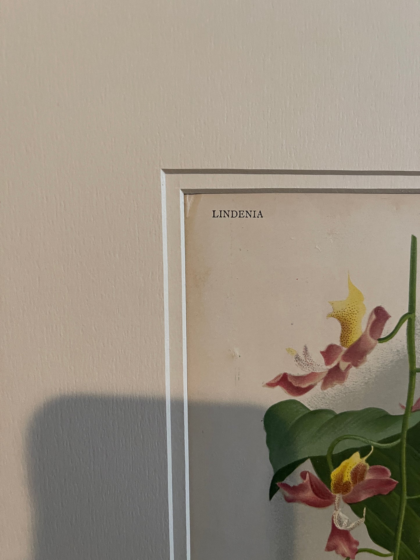 1895 Lindenia 1895 Gongora Portentosa Roses Chromolithograph, Antique Orchid Botanical Art