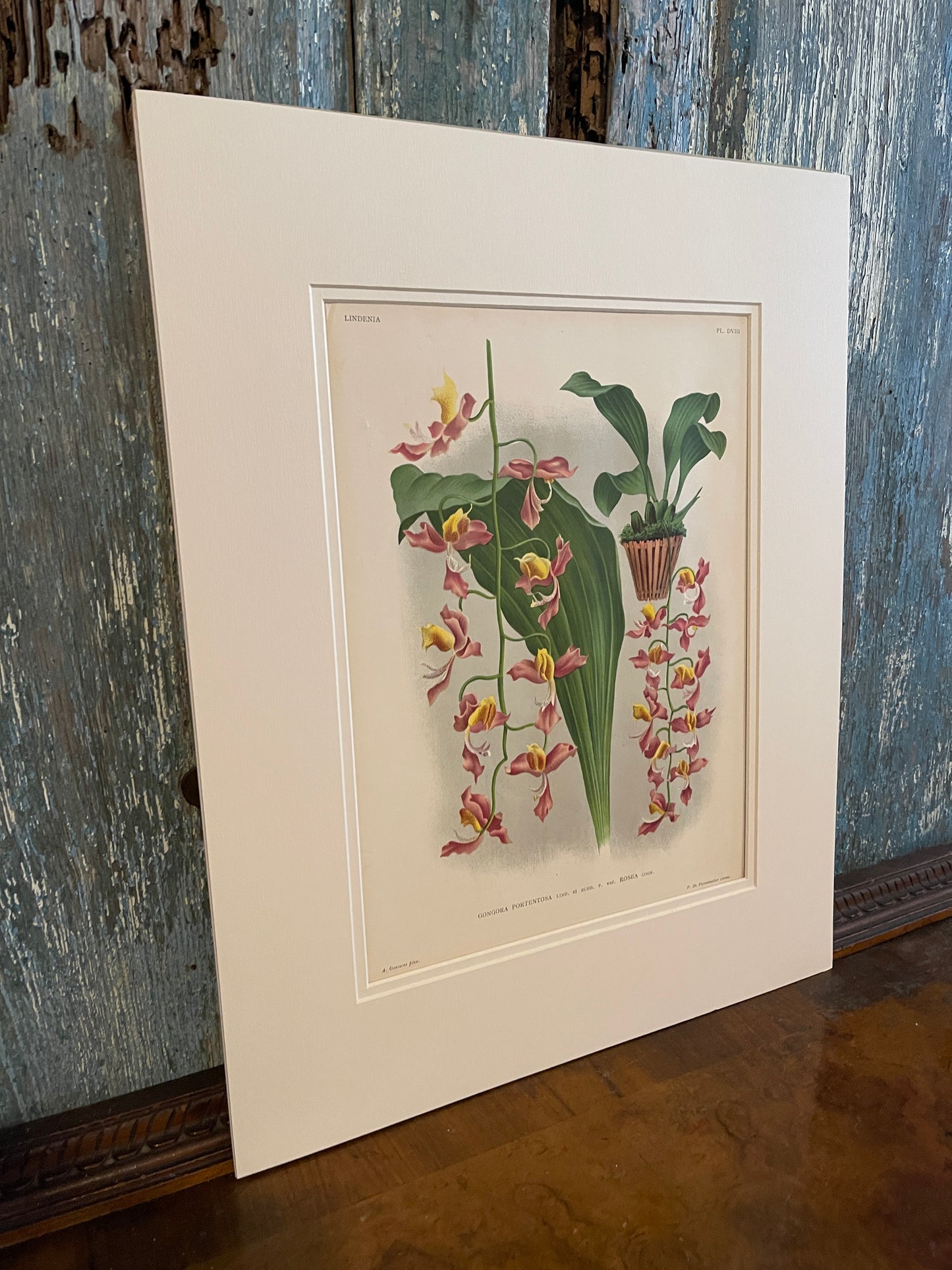 1895 Lindenia 1895 Gongora Portentosa Roses Chromolithograph, Antique Orchid Botanical Art