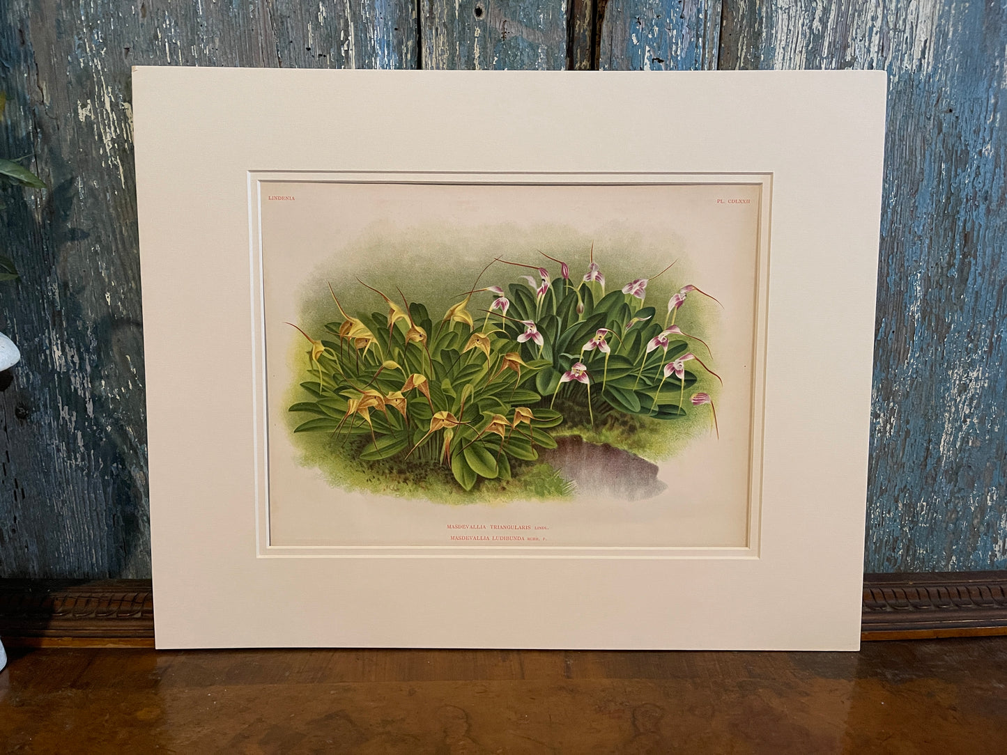 Original 1895 Lindenia Masdevallia Triangularis Chromolithograph, Antique Orchid Botanical Art