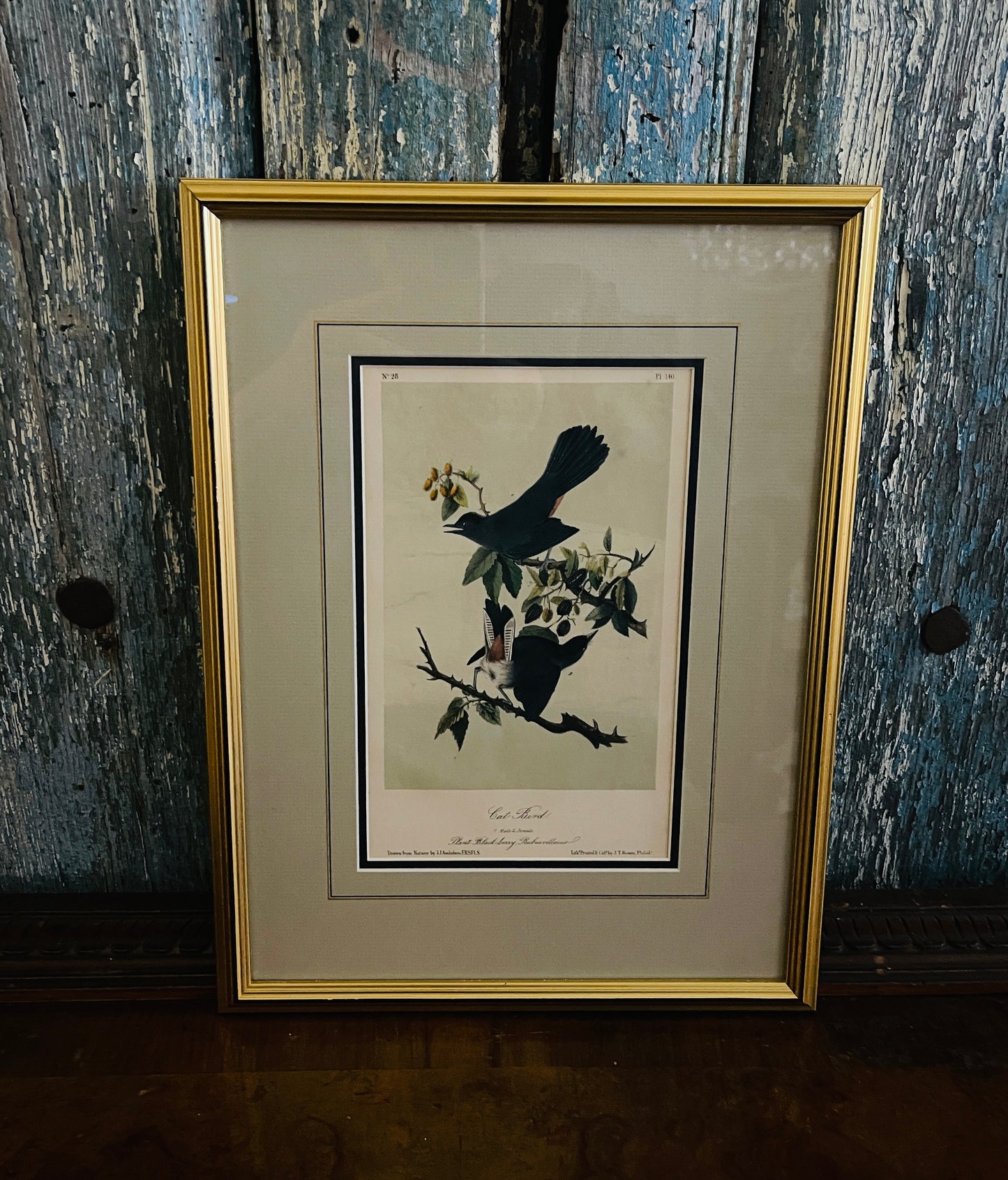 Antique 1856 Cat Bird Audubon Lithograph Book Plate, Second Octavo Edition John James Audubon Birds of North America, Actual Page from 2nd Edition Published in 1856.