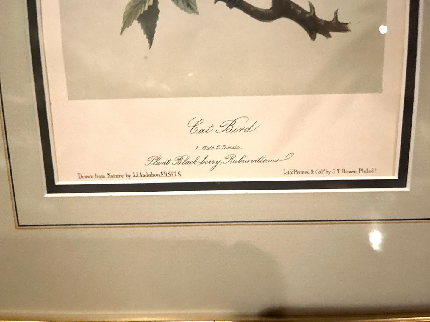 Antique 1856 Cat Bird Audubon Lithograph Book Plate, Second Octavo Edition John James Audubon Birds of North America, Actual Page from 2nd Edition Published in 1856.