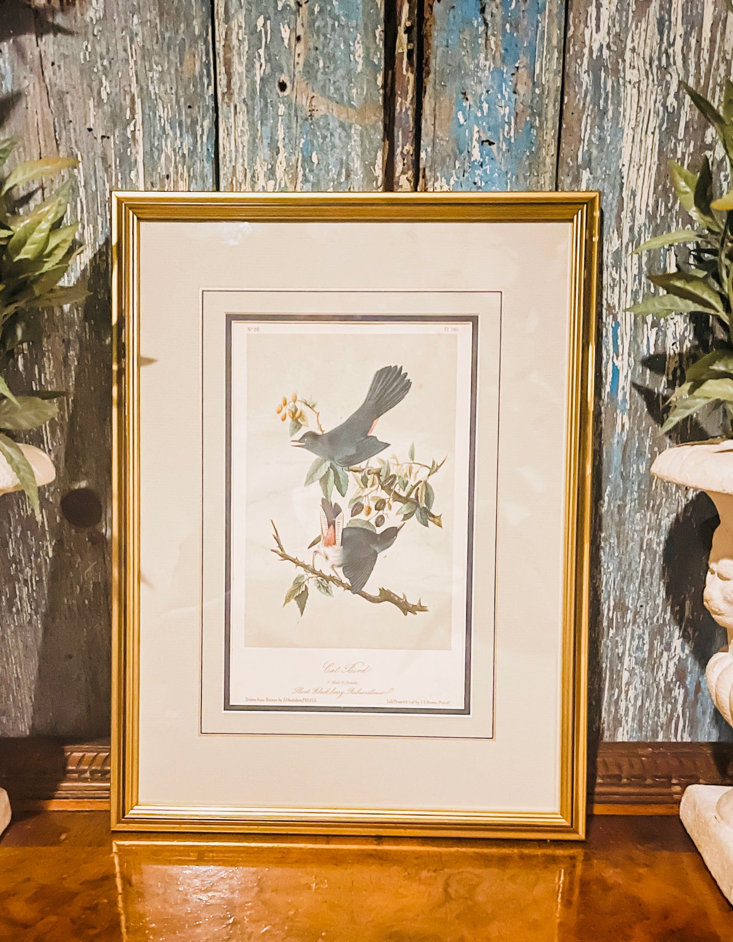 Antique 1856 Cat Bird Audubon Lithograph Book Plate, Second Octavo Edition John James Audubon Birds of North America, Actual Page from 2nd Edition Published in 1856.