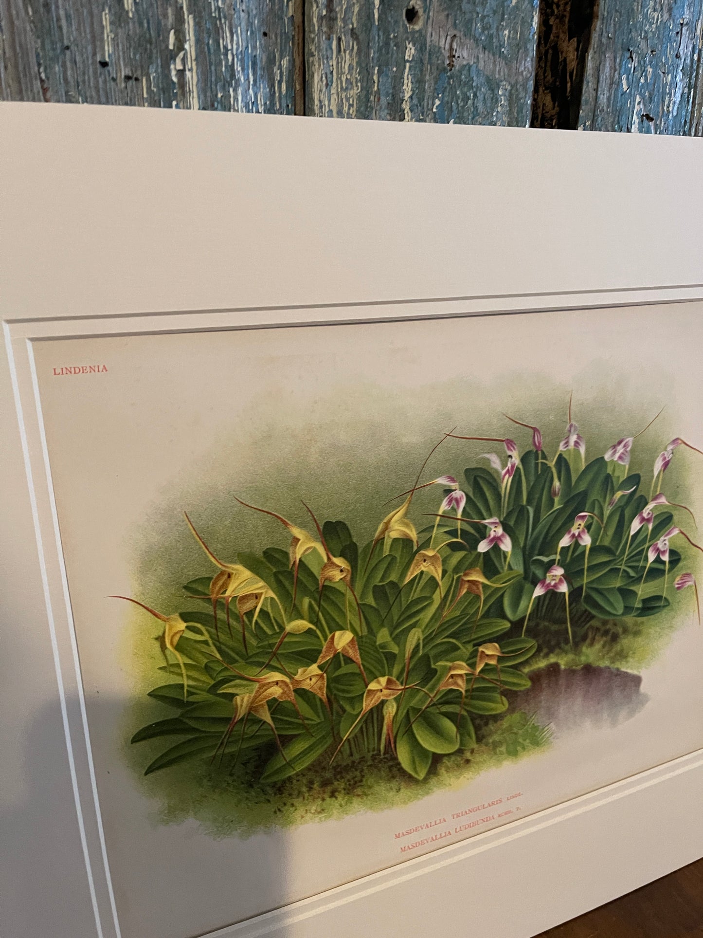 Original 1895 Lindenia Masdevallia Triangularis Chromolithograph, Antique Orchid Botanical Art