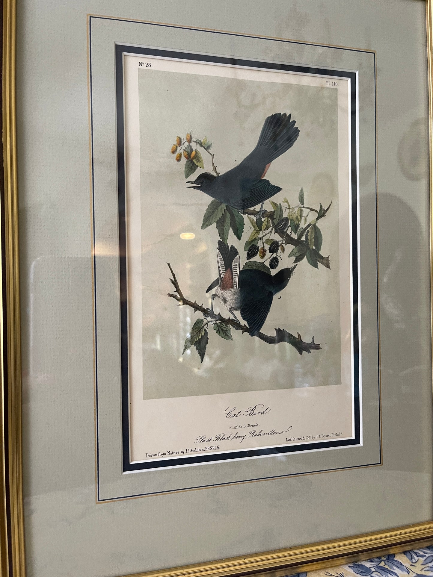 Antique 1856 Cat Bird Audubon Lithograph Book Plate, Second Octavo Edition John James Audubon Birds of North America, Actual Page from 2nd Edition Published in 1856.