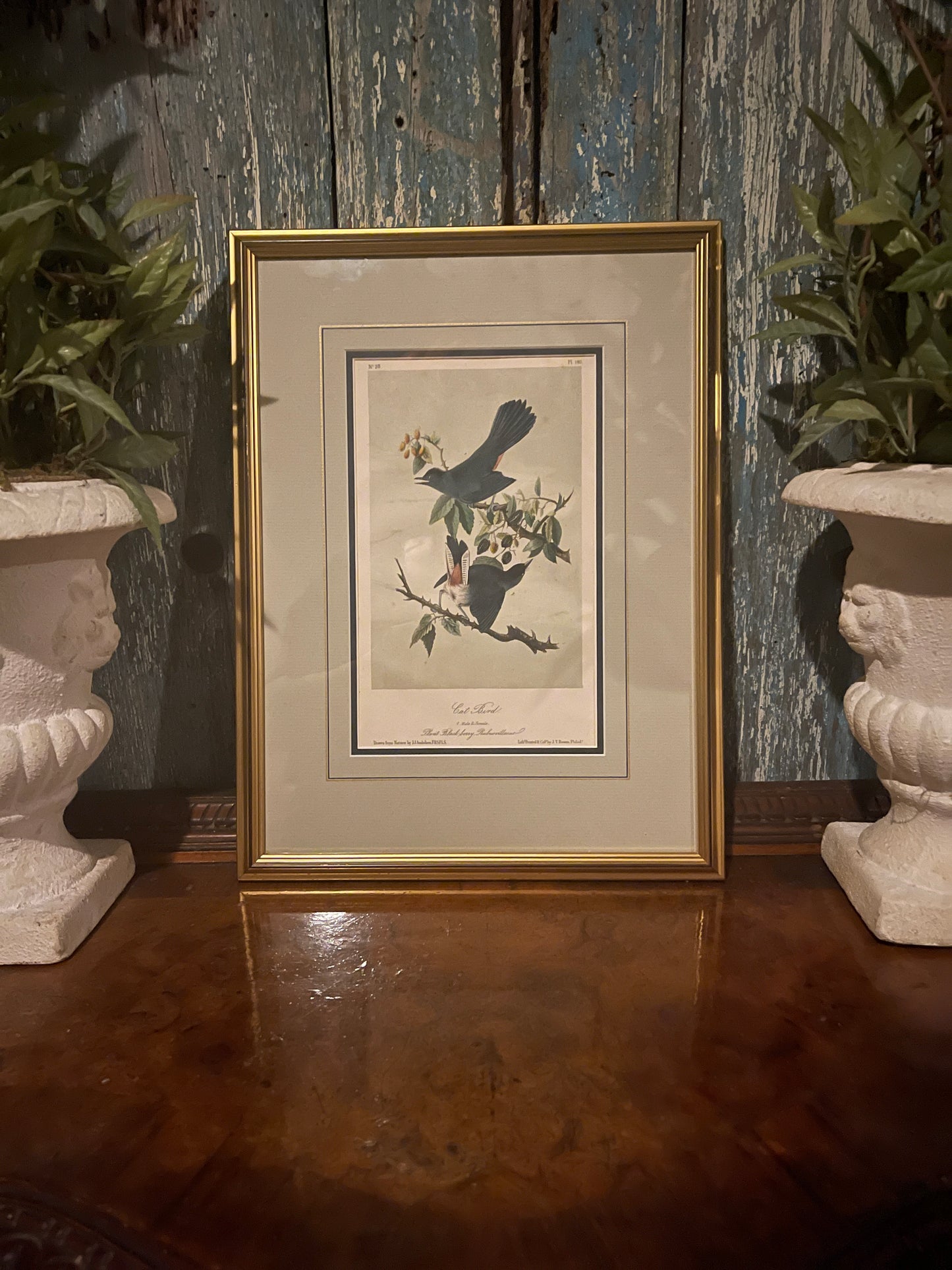 Antique 1856 Cat Bird Audubon Lithograph Book Plate, Second Octavo Edition John James Audubon Birds of North America, Actual Page from 2nd Edition Published in 1856.