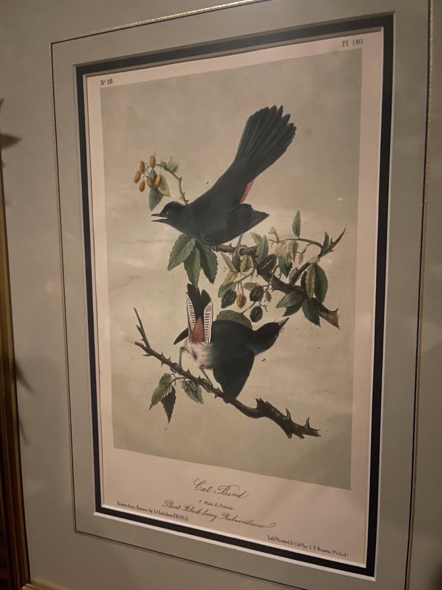Antique 1856 Cat Bird Audubon Lithograph Book Plate, Second Octavo Edition John James Audubon Birds of North America, Actual Page from 2nd Edition Published in 1856.