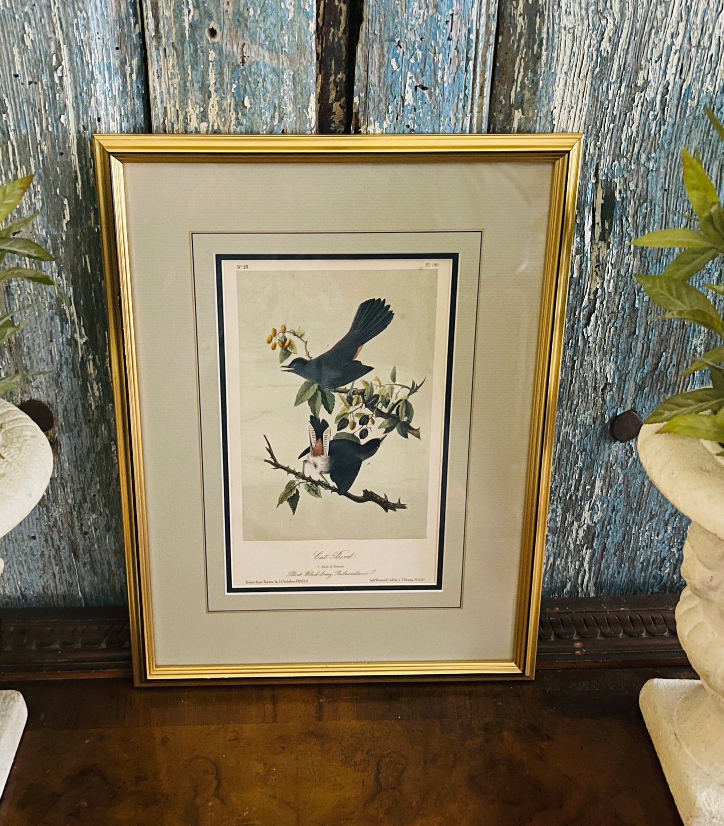Antique 1856 Cat Bird Audubon Lithograph Book Plate, Second Octavo Edition John James Audubon Birds of North America, Actual Page from 2nd Edition Published in 1856.