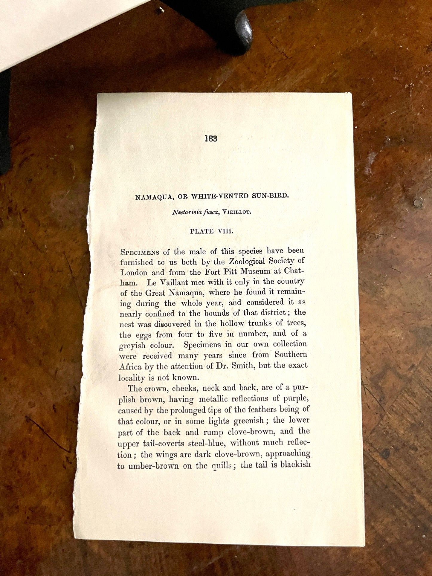 Namaqua OR White Vented Sun-Bird,ORIGINAL Page from Book, Double Matted, Ready to Frame
