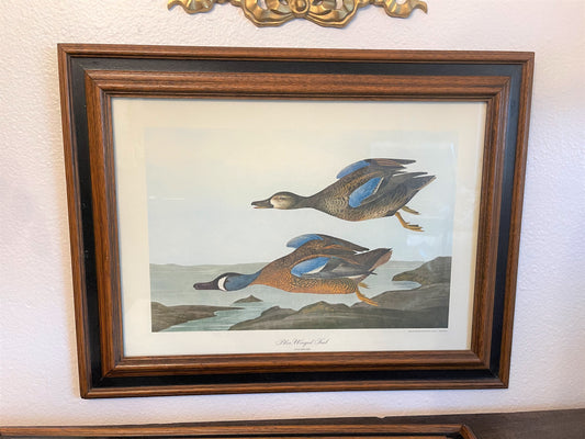 Blue Winged Teal Audubon Print - Framed - Vintage