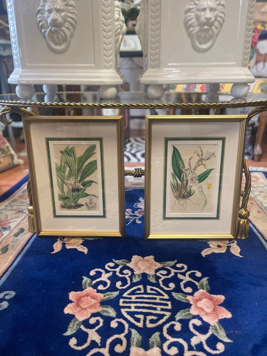 Antique Orchid Lithographs by Walter Hood Fitch – Original 1839 Botanical Book Plates, Pair