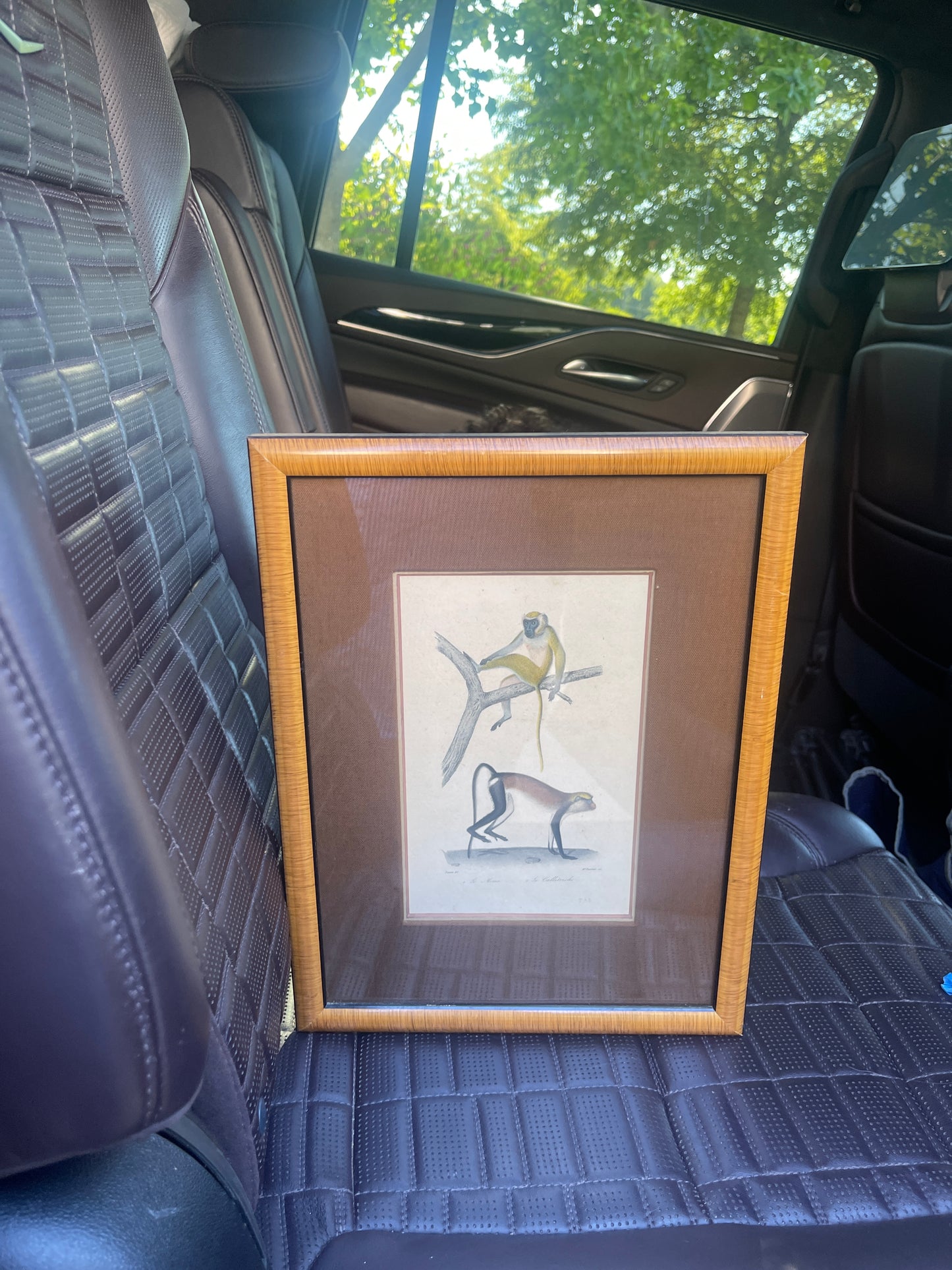 Set of Antique Hand-Colored Naturalist Book Plates – Monkeys, Prifessionally Framed
