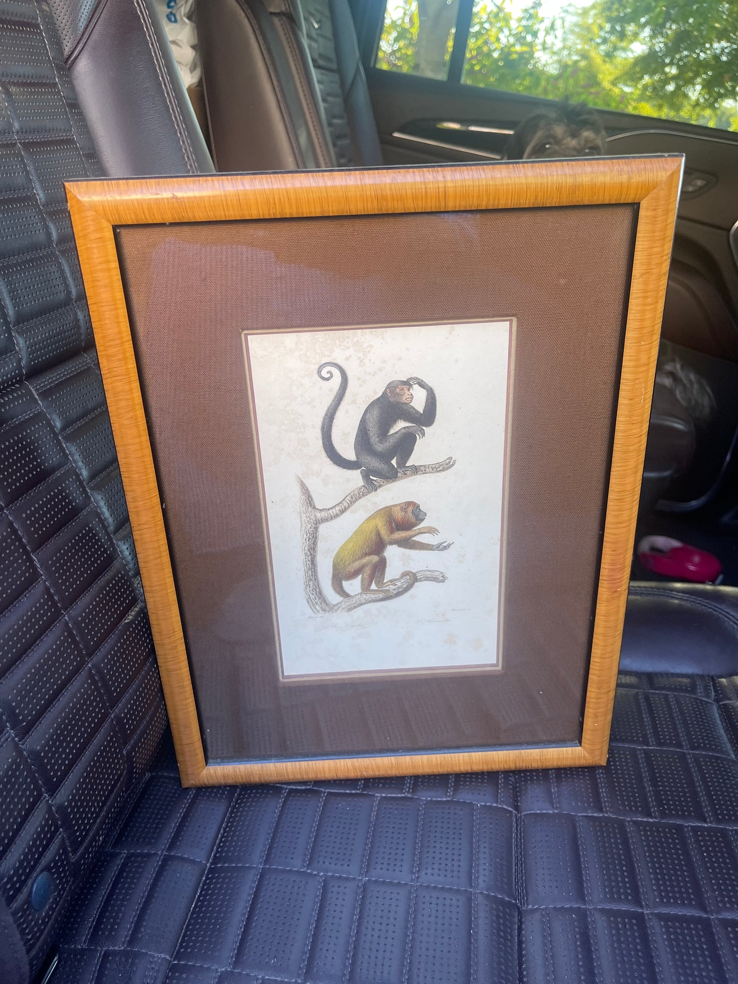 Set of Antique Hand-Colored Naturalist Book Plates – Monkeys, Prifessionally Framed