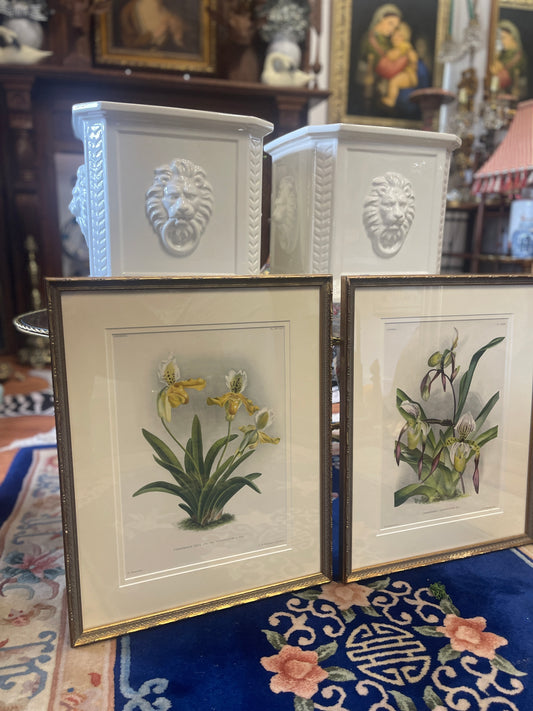Pair of Antique Lindenia Orchid Botanical Lithographs – c.1885–1901 Victorian Chromolithographs