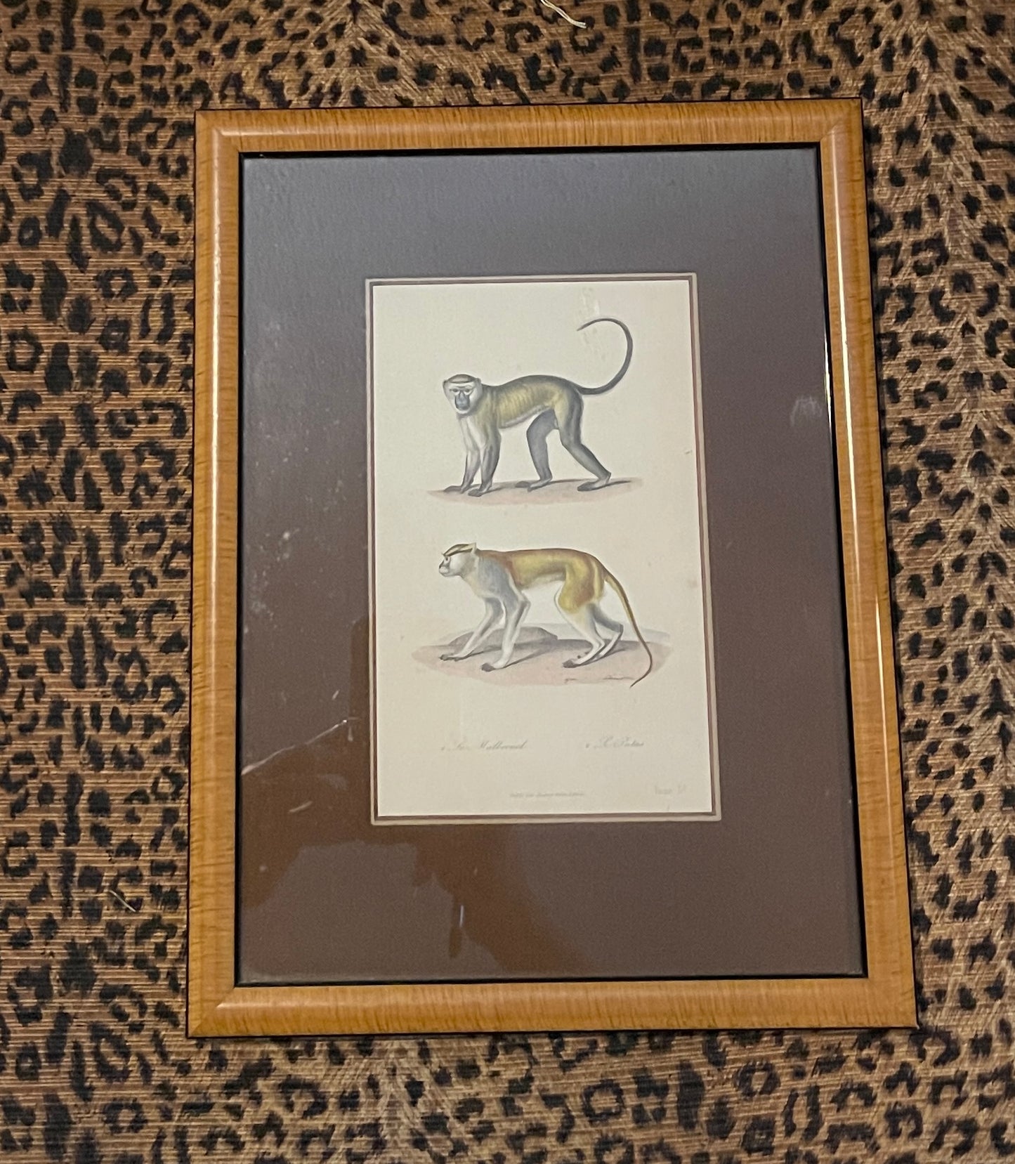 Set of Antique Hand-Colored Naturalist Book Plates – Monkeys, Prifessionally Framed