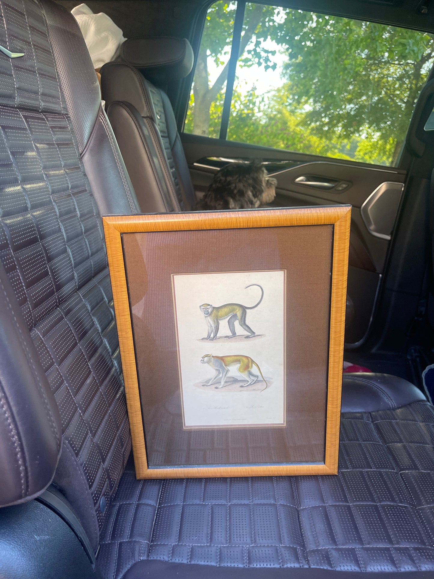 Set of Antique Hand-Colored Naturalist Book Plates – Monkeys, Prifessionally Framed