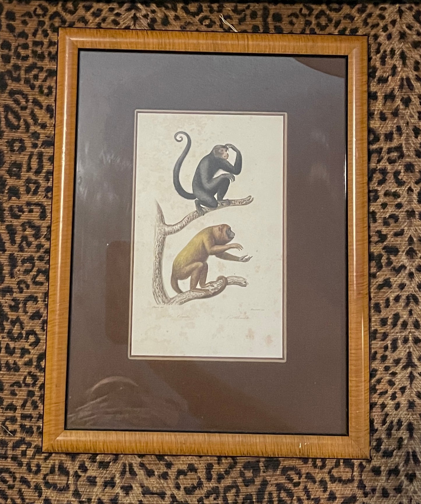 Set of Antique Hand-Colored Naturalist Book Plates – Monkeys, Prifessionally Framed