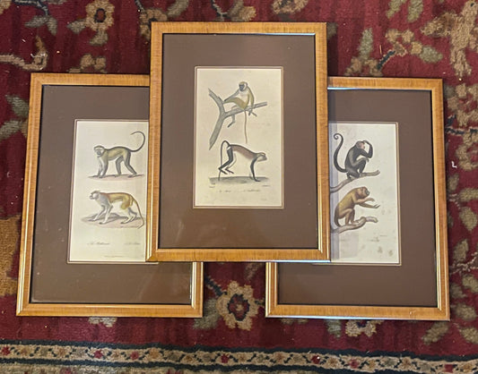 Set of Antique Hand-Colored Naturalist Book Plates – Monkeys, Prifessionally Framed