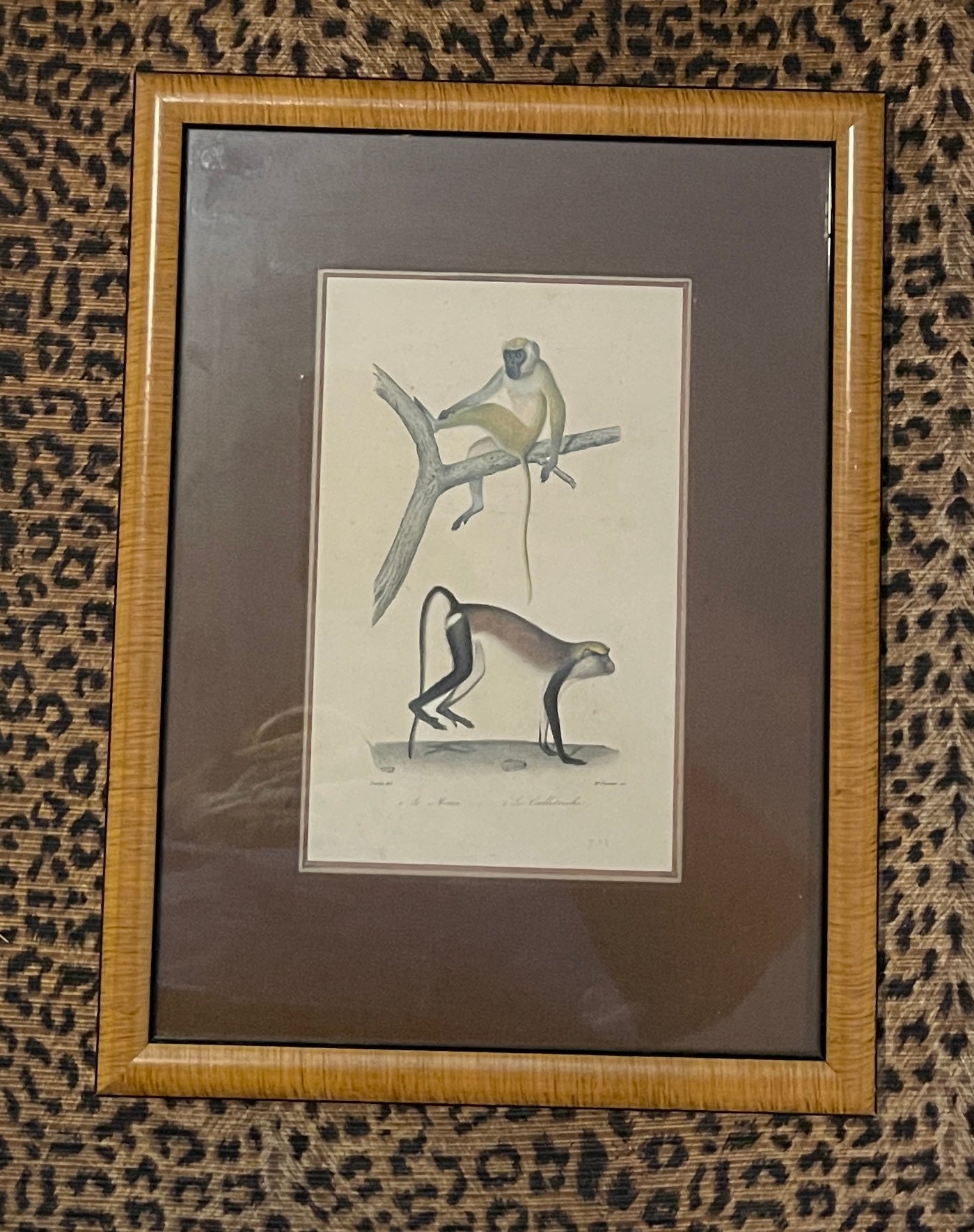 Set of Antique Hand-Colored Naturalist Book Plates – Monkeys, Prifessionally Framed