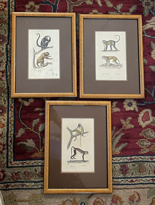 Set of Antique Hand-Colored Naturalist Book Plates – Monkeys, Prifessionally Framed