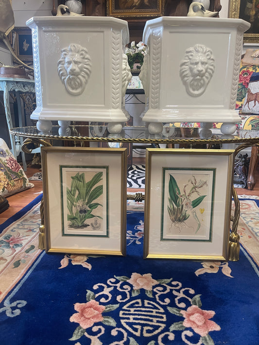 Antique Orchid Lithographs by Walter Hood Fitch – Original 1839 Botanical Book Plates, Pair