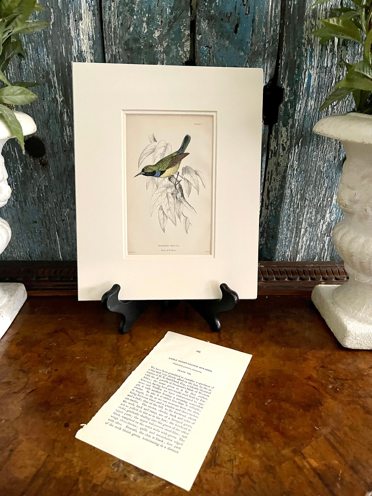 Little Violet-Banded Sun-Bird,ORIGINAL Page from Book, Double Matted, Ready to Frame