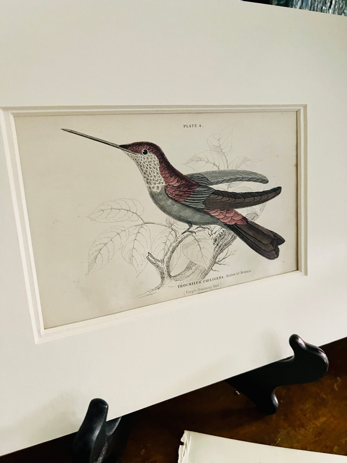 Purple Hummingbird, ORIGINAL Page from Book, Double Matted, Ready to Frame