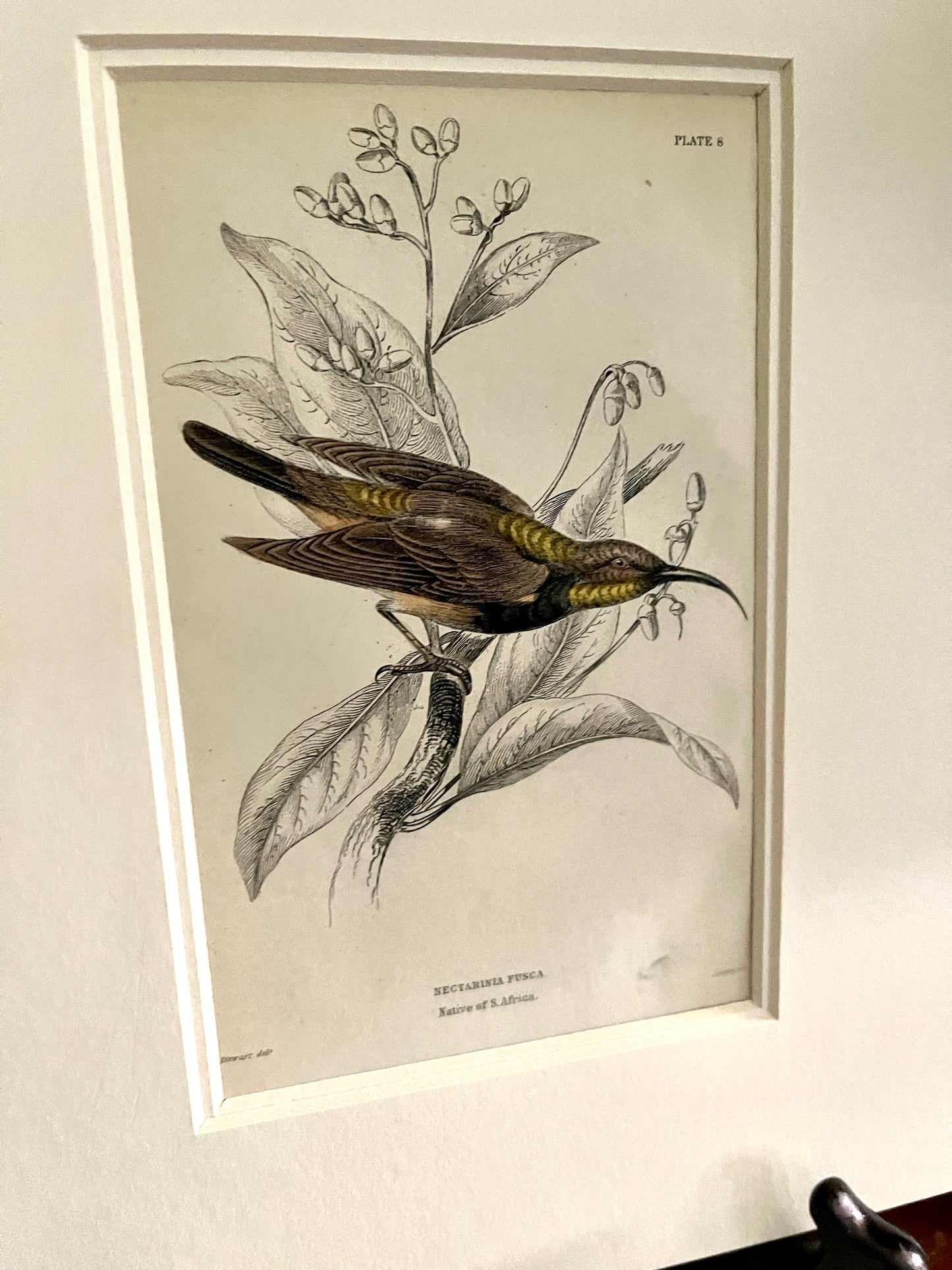 Namaqua OR White Vented Sun-Bird,ORIGINAL Page from Book, Double Matted, Ready to Frame