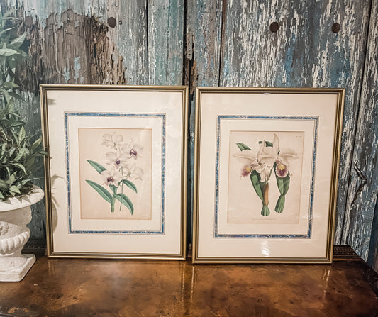 Antique Orchid Lithographs, Antique Pages from The Orchid Album, Matted and Framed, London