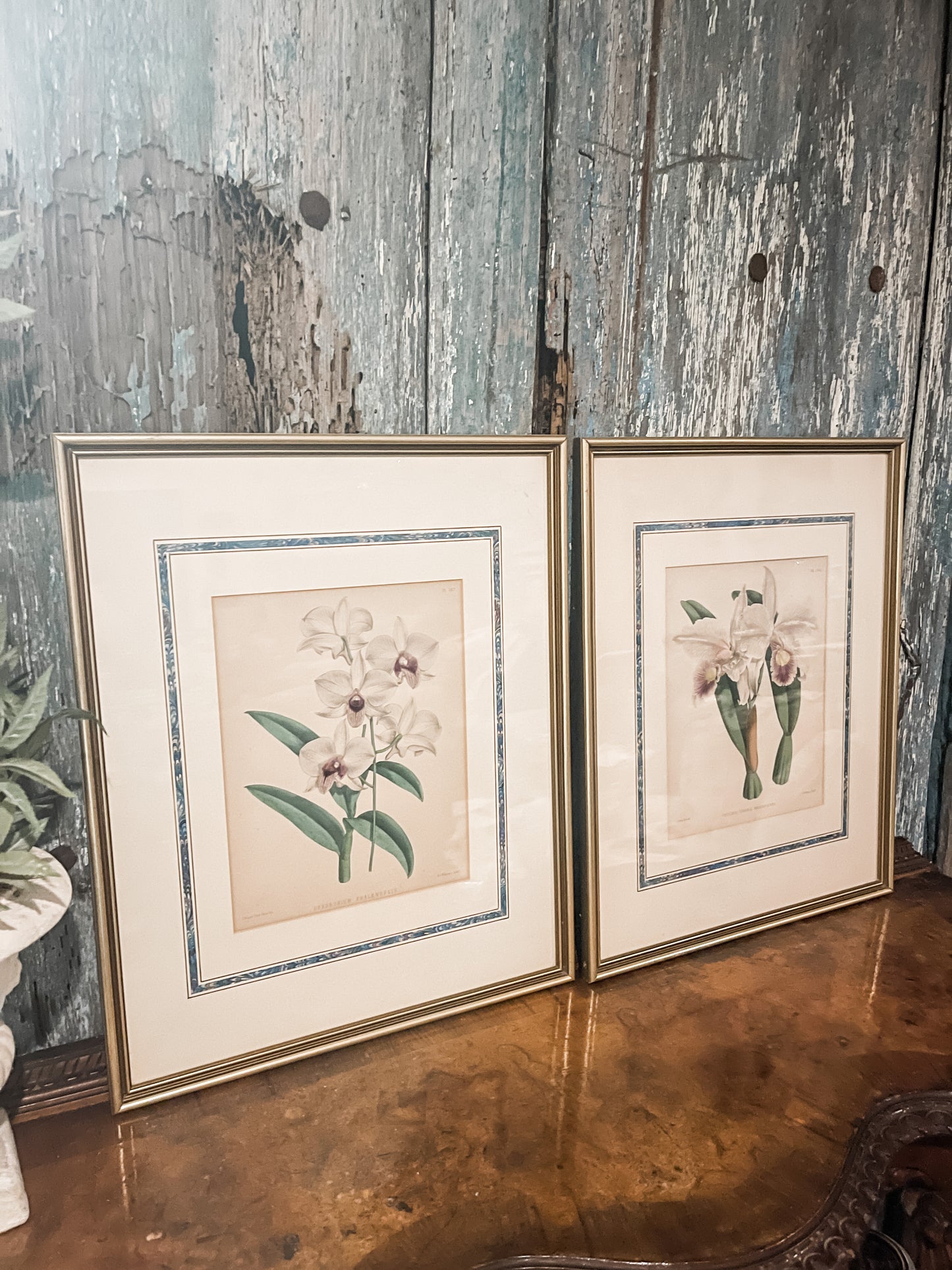 Antique Orchid Lithographs, Antique Pages from The Orchid Album, Matted and Framed, London