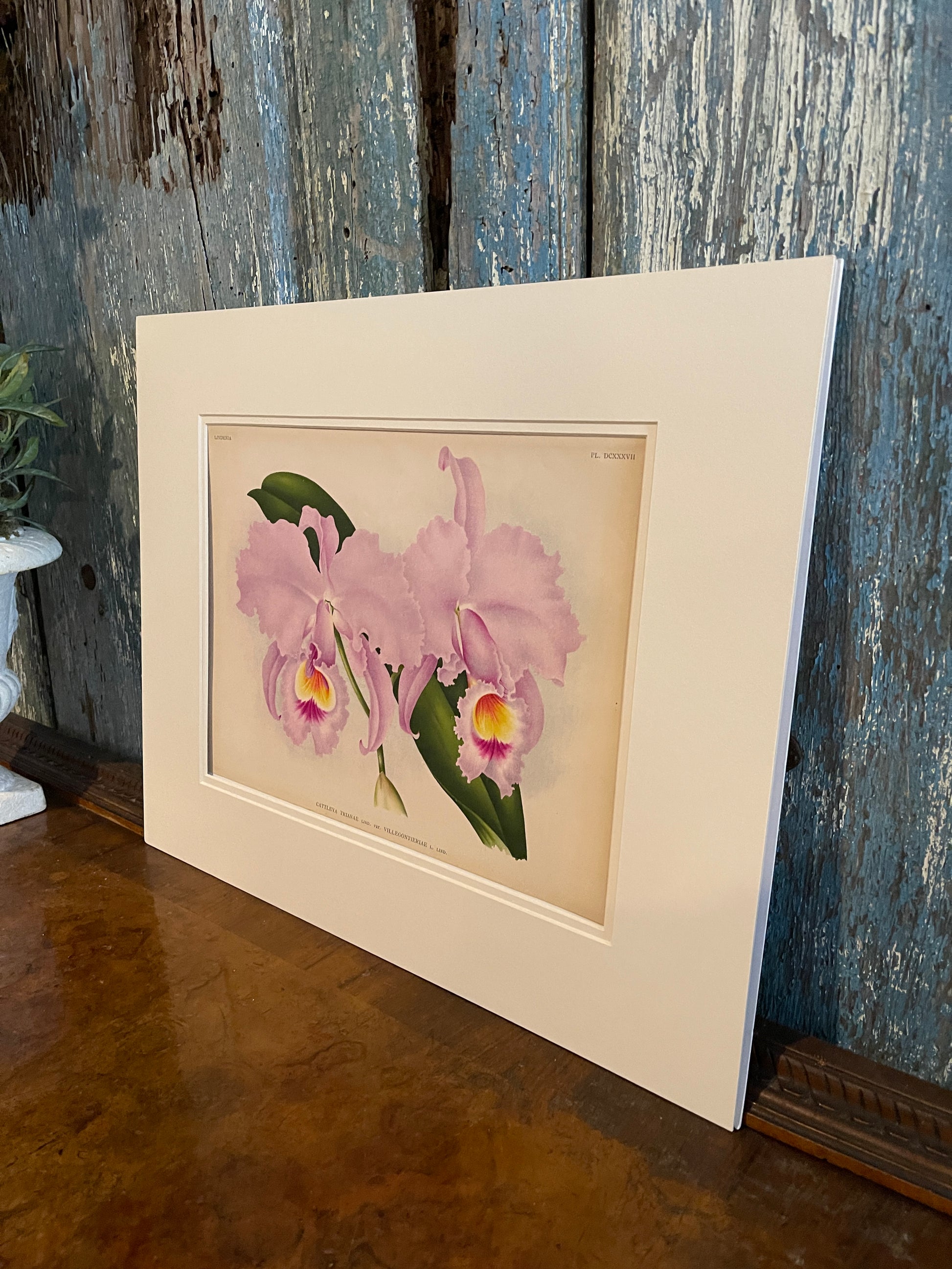 Lindenia Orchid Lithograph