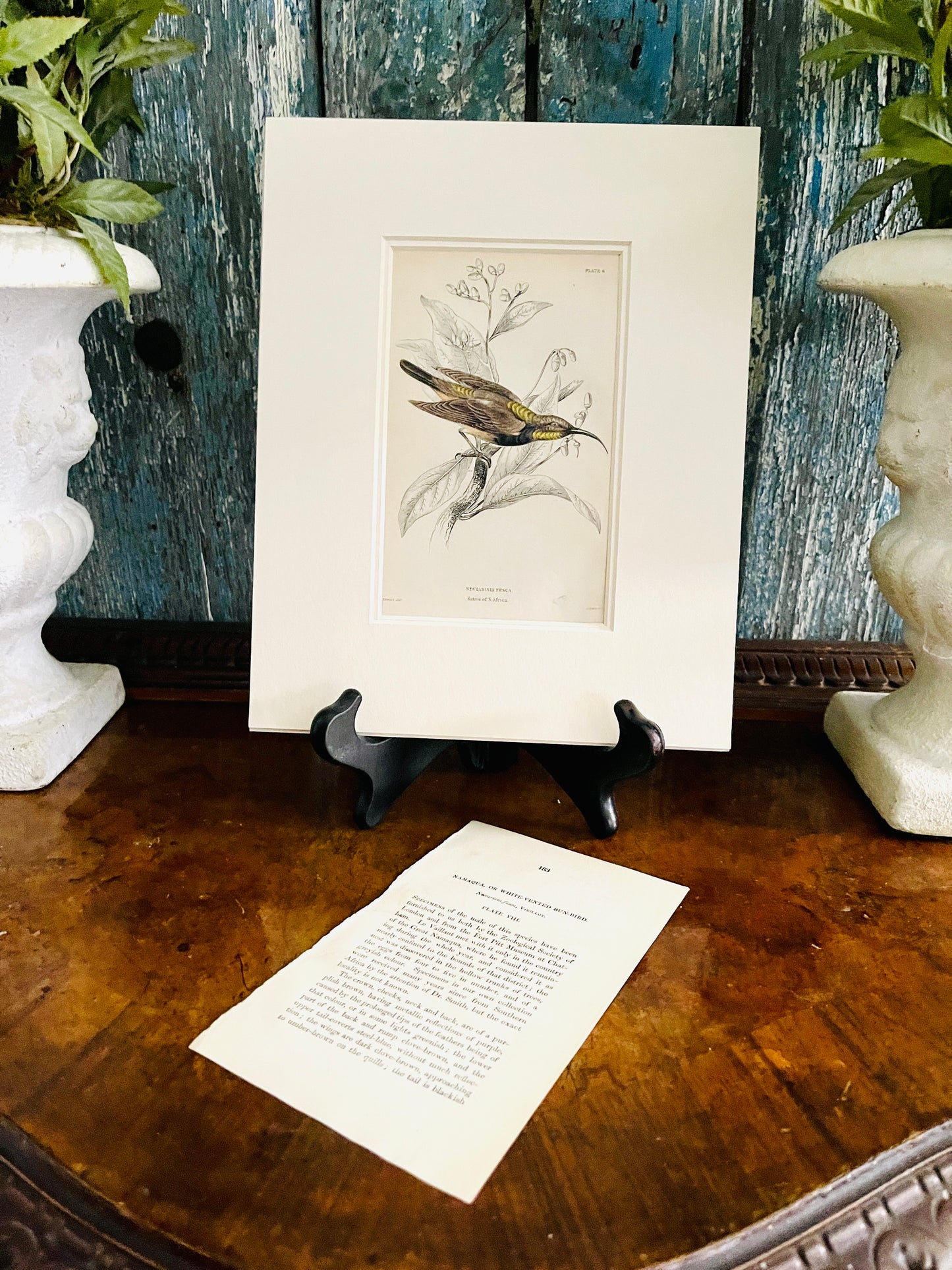 Namaqua OR White Vented Sun-Bird,ORIGINAL Page from Book, Double Matted, Ready to Frame