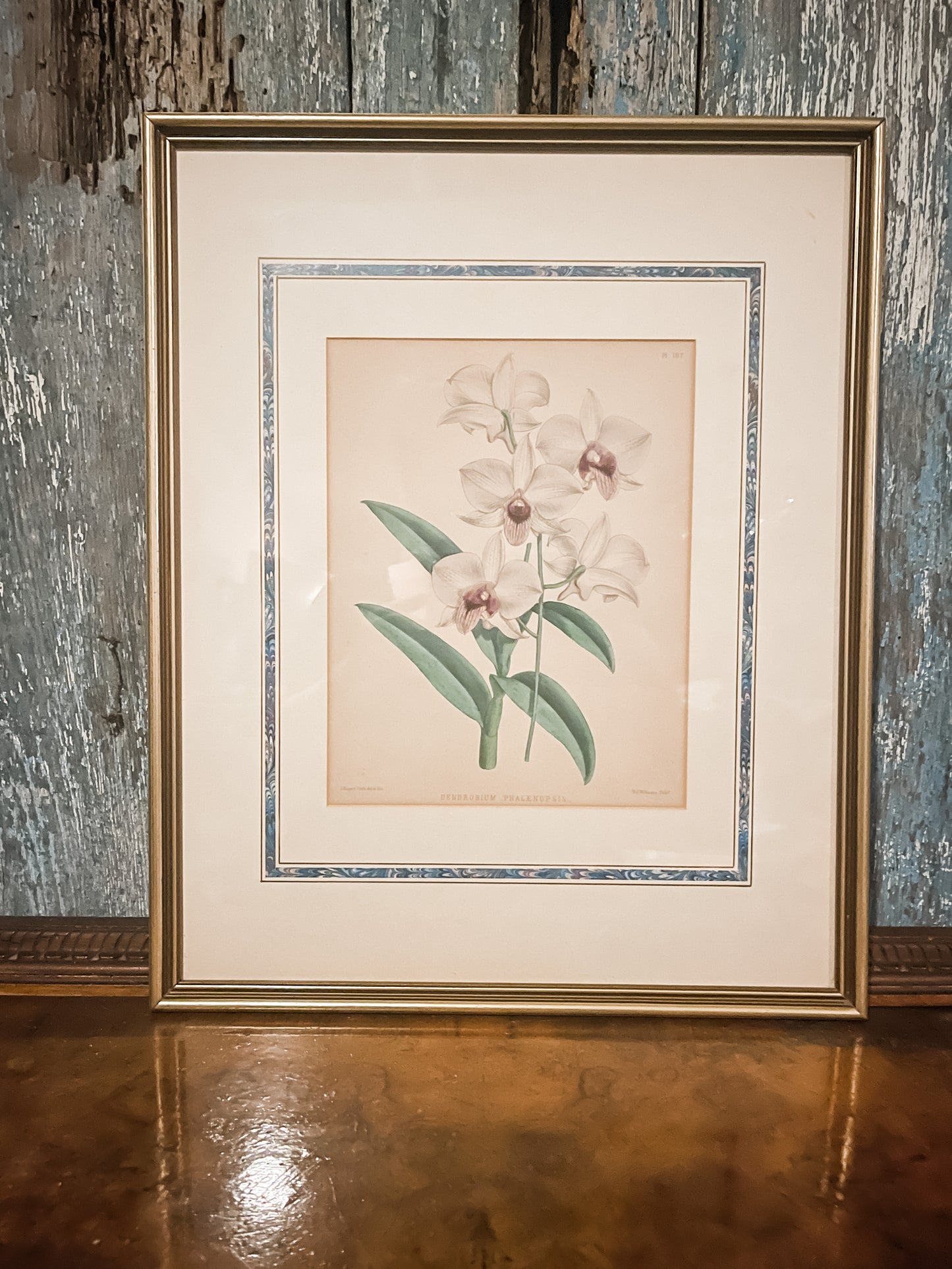 Antique Orchid Lithographs, Antique Pages from The Orchid Album, Matted and Framed, London