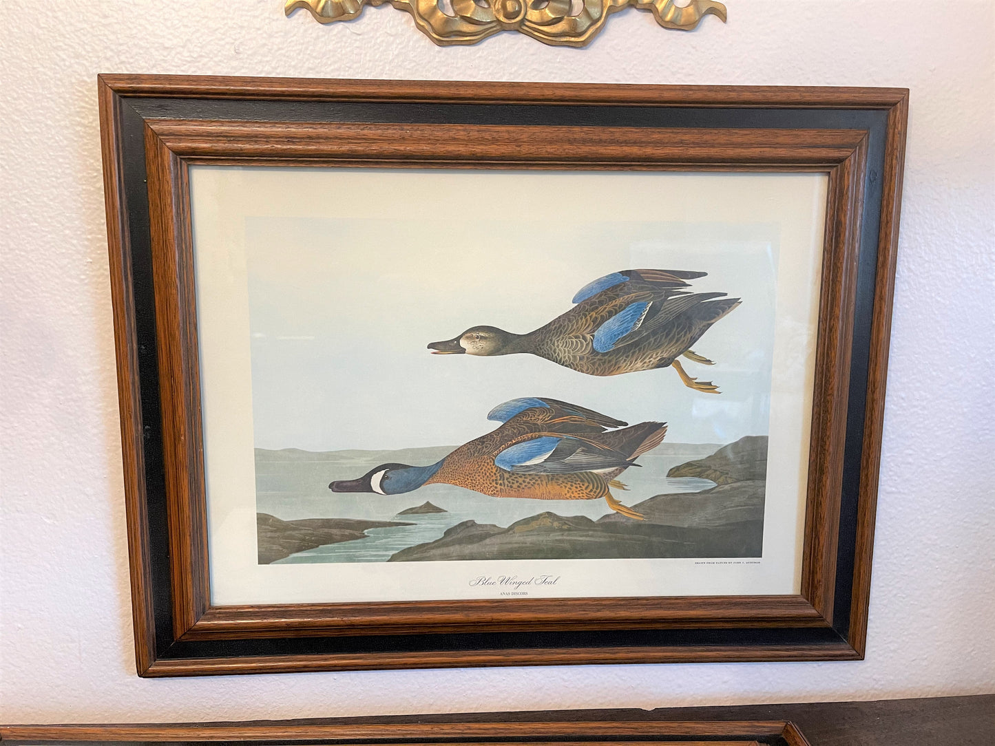 Blue Winged Teal Audubon Print - Framed - Vintage