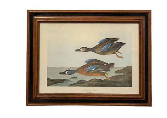 Blue Winged Teal Audubon Print - Framed - Vintage